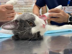 -纳吉亚猫专科动物医院博雅分院
