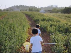 -光明小镇欢乐田园