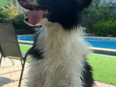 -汪说喵讲宠物乐园宠物酒店(红星美凯龙店)