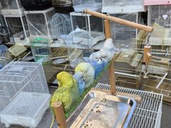 -哈尔滨道外花鸟鱼市场