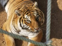 -西霞口神雕山野生动物世界