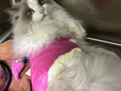 -瑞鹏宠物医院·夜间急症·心超·猫科(祖庙分店)