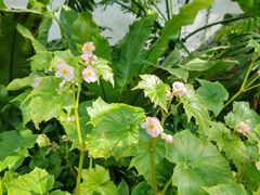 -国家植物园南园