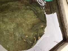 源泉冷水鱼庄-源泉冷水鱼庄(小鱼洞店)
