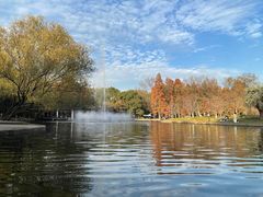 -上海共青森林公园