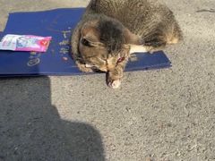-艾贝尔宠物医院·24H转诊中心·肿瘤猫专科(江宁双龙店)