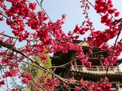 -西安青龙寺遗址景区