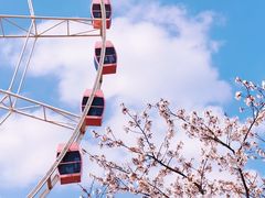 -顾村公园