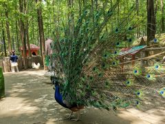 -昆山城市生态森林公园