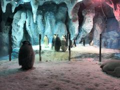 -帝企鹅自助餐厅•儿童岛•真企鹅(长隆企鹅酒店)