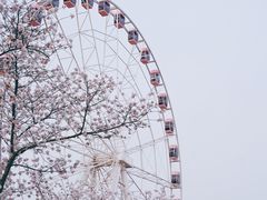 -顾村公园