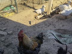 -昌平兴寿秀秀草莓采摘园