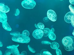 -江和美海洋公园