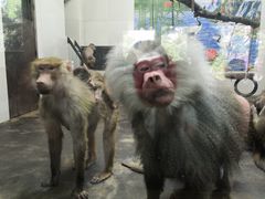 -西安秦岭野生动物园