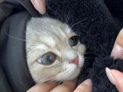 -天使宠物医院·犬猫分诊(彩虹店)