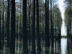 -渌洋湖湿地公园