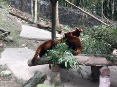 -都江堰中华大熊猫苑