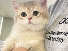 -lincat·猫舍(广州店)