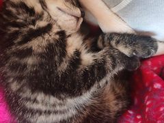 -艾贝尔宠物医院 ·内科全科(梁溪路店)