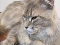 -楼上猫咖(罗湖店)