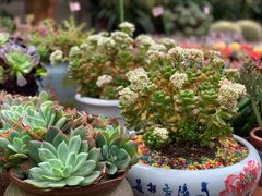 -金科花卉市场