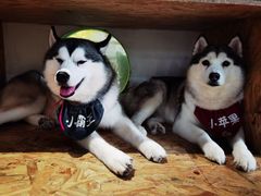 -Husky Go! 哈士奇体验馆·宠物咖啡厅狗咖