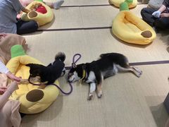 -逗柴咖啡屋·狗咖猫咖宠物桌游
