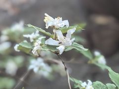 -北京西山国家森林公园