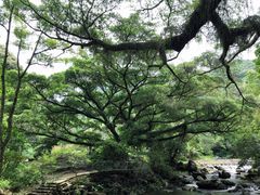 -广州市石门国家森林公园