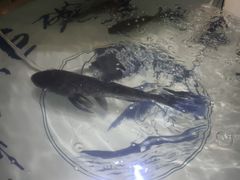 -南京金牛湖巨碗鱼头