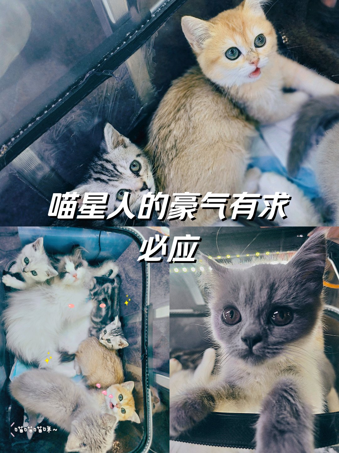 奶猫糯糯五套图片