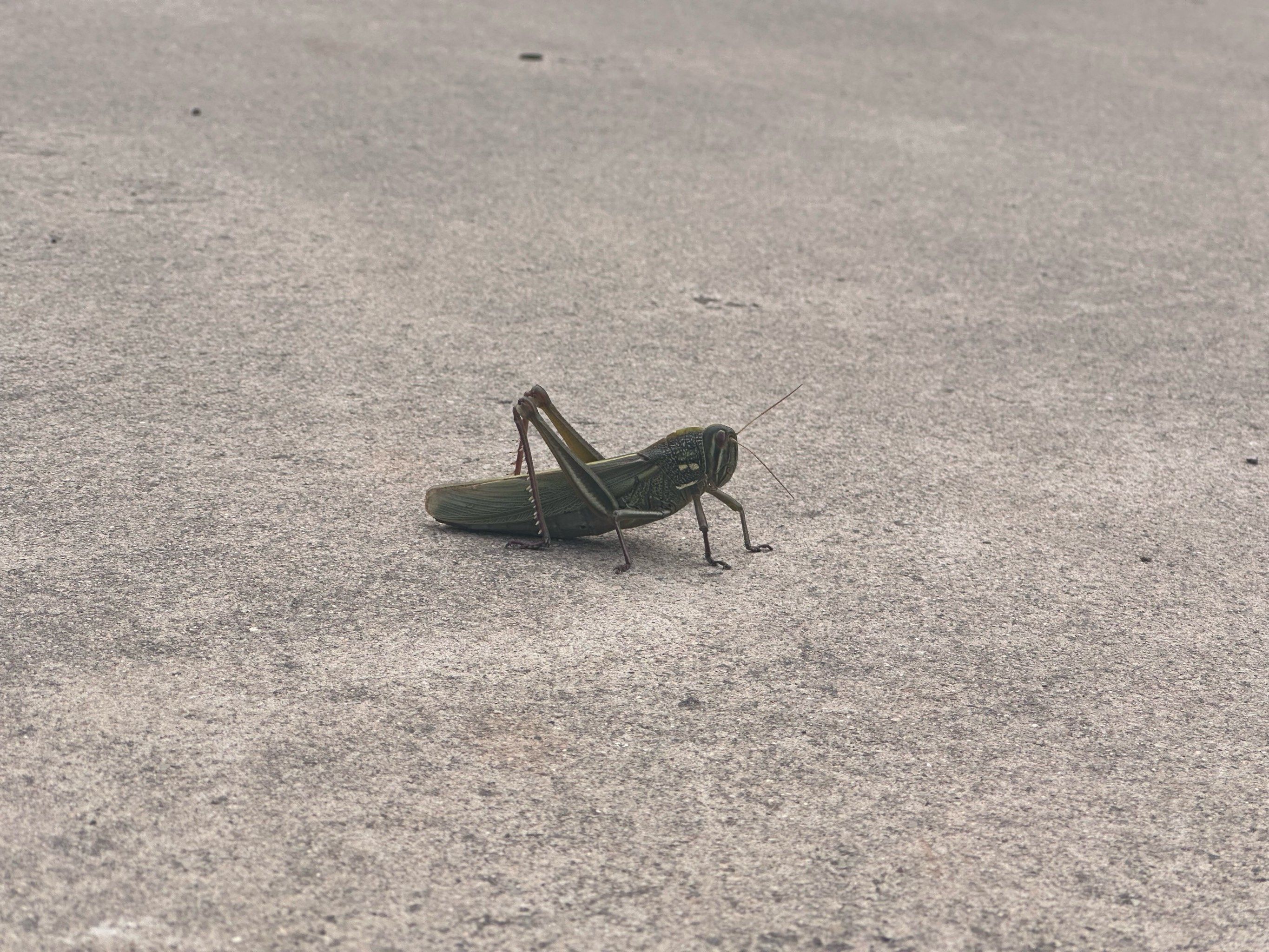 城里人第一次见到蝗虫是什么反应