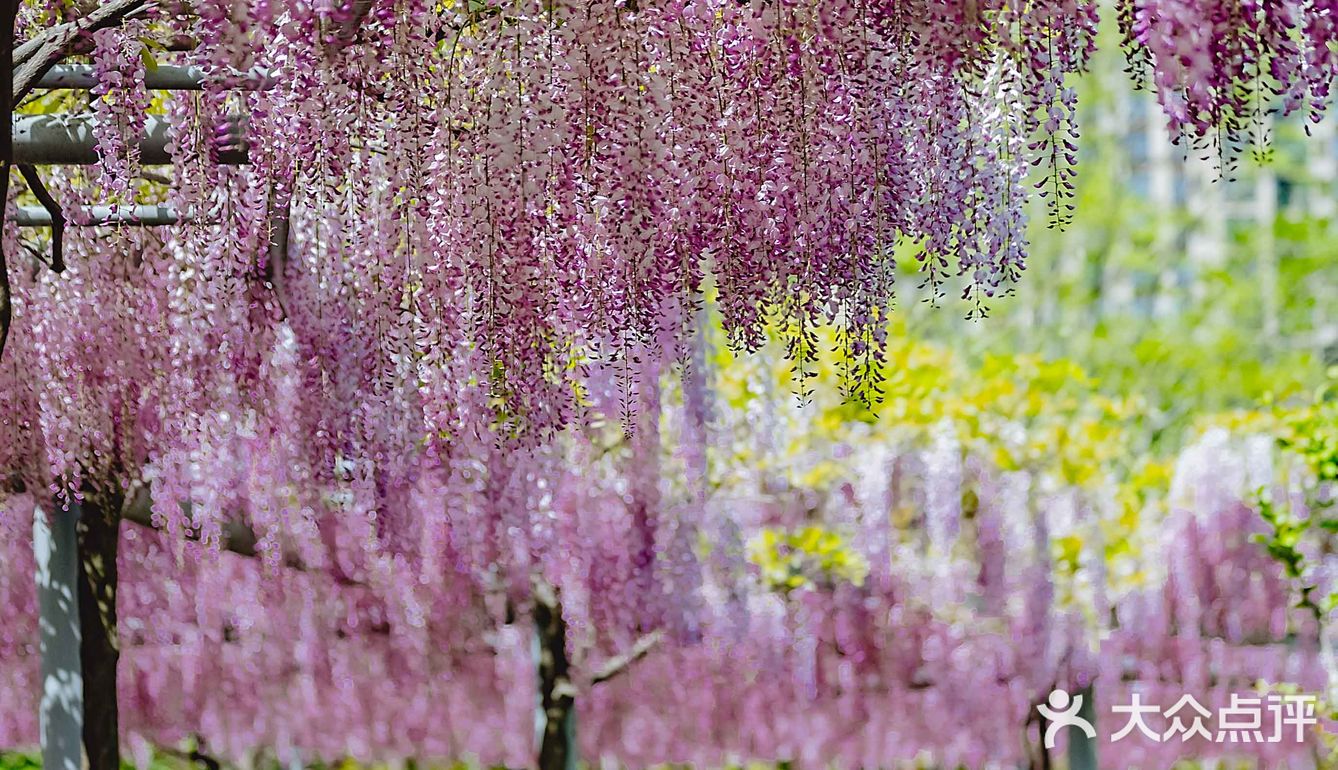紫藤廊下的星巴克