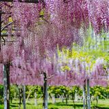 紫藤廊下的星巴克