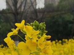 -同济大学(嘉定校区)