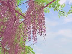 -嘉定紫藤园