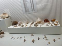 -青岛贝壳博物馆