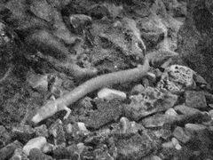 -波斯托伊纳溶洞