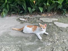 -西园寺素食(西园弄戒幢律寺店)