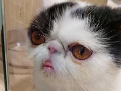 -屋虎猫馆(宝安大仟里店)