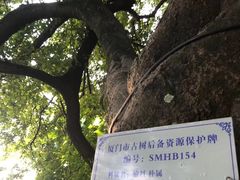 -鼓浪屿内厝澳码头(轮渡站)