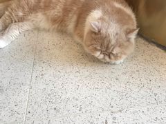 -飞行喵MR PILOT|猫舍·猫咖(静安大融城店)