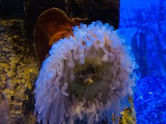 -迪拜水族馆及水下动物园