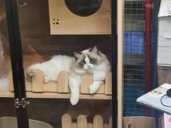 -憨大叔儿童摄影 90店连锁(房山城关店)