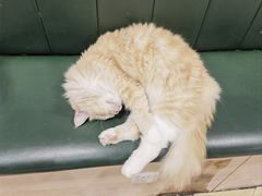 -安格丽娜·狗咖·猫咖羊驼咖(春熙路百盛商场店)