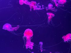 -珠海长隆海洋王国