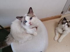 -猫在这儿猫咪咖啡馆·撸猫馆