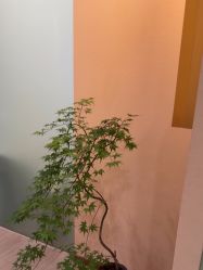 -AIST爱思特医疗美容医院