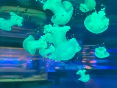 -左海海底世界