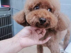 -宠福鑫康馨动物医院·骨科·眼科